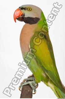 Parrot Psittacula alexandri 0002